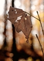 24 Blatt Herbst D33_1149 Kopie